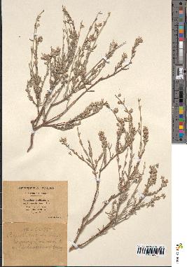 spécimen de Teucrium fruticans