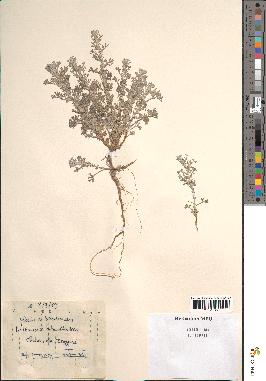 spécimen de Artemisia herba-alba