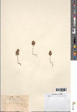 spécimen de Acinos rotundifolius
