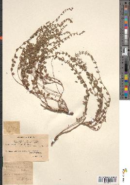 spécimen de Micromeria debilis