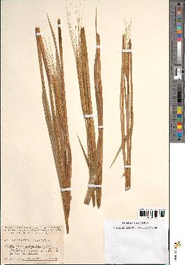 spécimen de Triticum monococcum