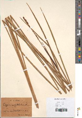 spécimen de Typha angustifolia
