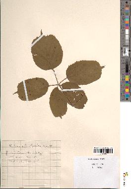 spécimen de Rubus ulmifolius