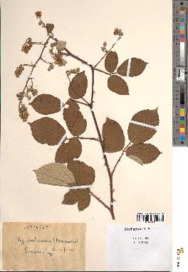 spécimen de Rubus ulmifolius