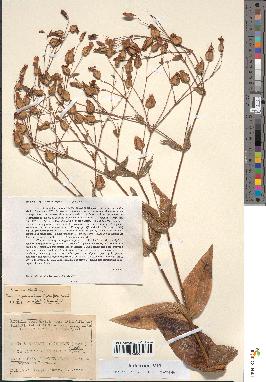 spécimen de Silene hispanica