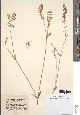 spécimen de Silene bellidifolia