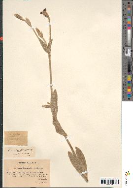 spécimen de Silene coronaria