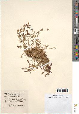 spécimen de Silene dinarica