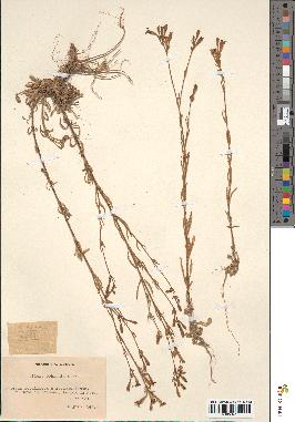 spécimen de Silene echinata