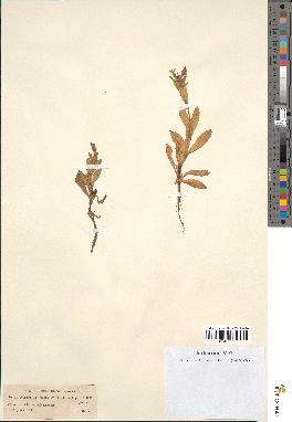 spécimen de Silene fuscata