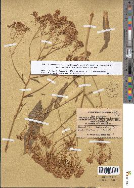 spécimen de Isatis tinctoria