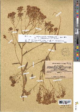 spécimen de Isatis tinctoria