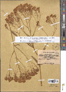 spécimen de Isatis tinctoria