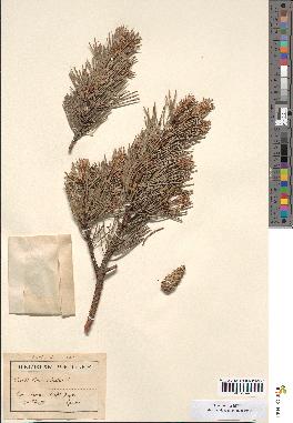 spécimen de Pinus sylvestris