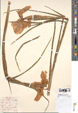 spécimen de Iris xiphioides