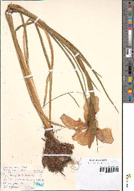 spécimen de Iris xiphioides