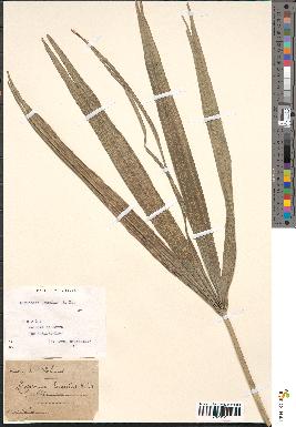 spécimen de Livistona humilis