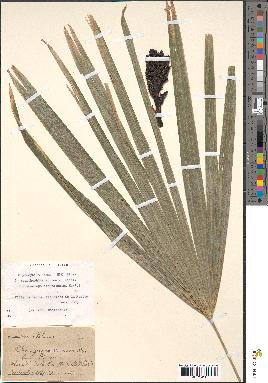 spécimen de Cryosophila nana