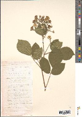 spécimen de Rubus fuscus