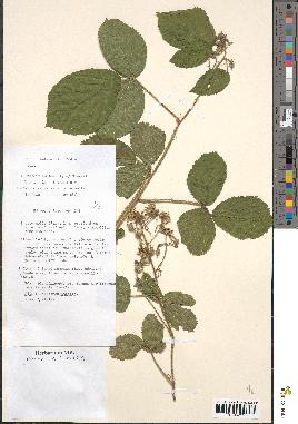 spécimen de Rubus hebecaulis