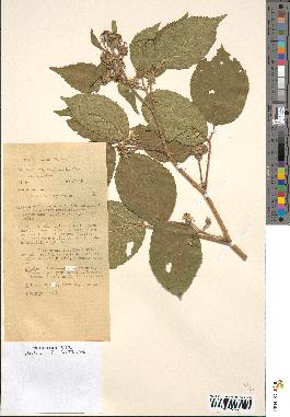 spécimen de Rubus hirtus