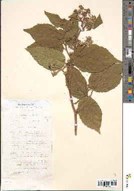 spécimen de Rubus hirtus