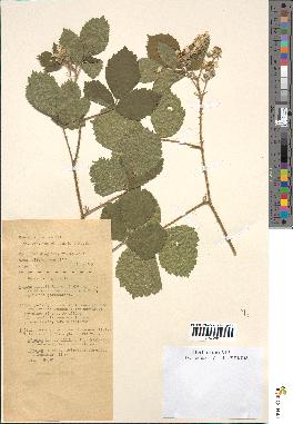 spécimen de Rubus hirtus