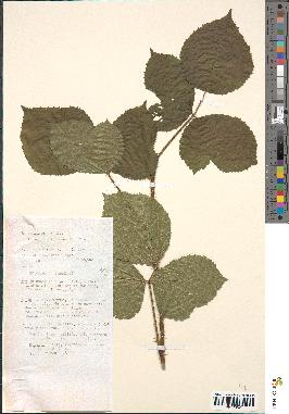 spécimen de Rubus hirtus