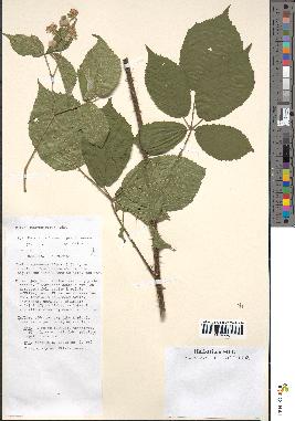 spécimen de Rubus macrophyllus