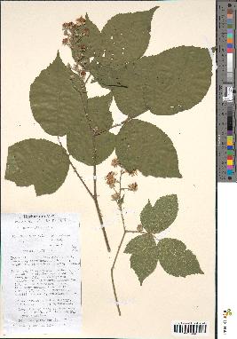 spécimen de Rubus macrophyllus