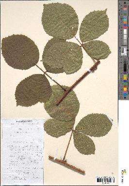 spécimen de Rubus tereticaulis