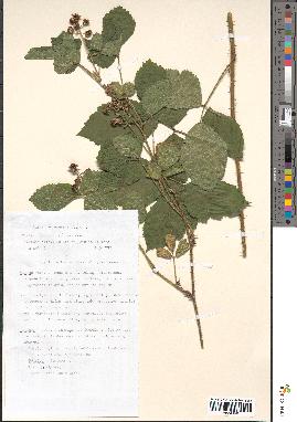 spécimen de Rubus silvaticus