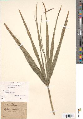 spécimen de Sabal palmetto