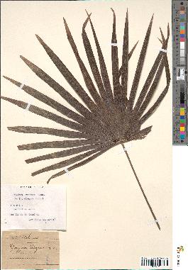 spécimen de Thrinax radiata