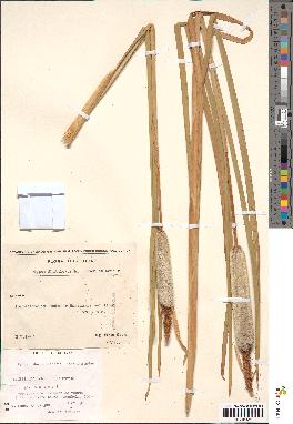 spécimen de Typha shuttleworthii