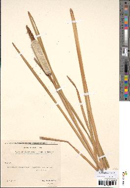 spécimen de Typha shuttleworthii
