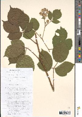 spécimen de Rubus serpens