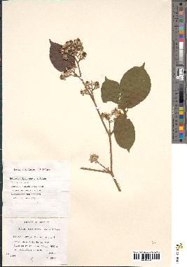 spécimen de Rubus apiculatus