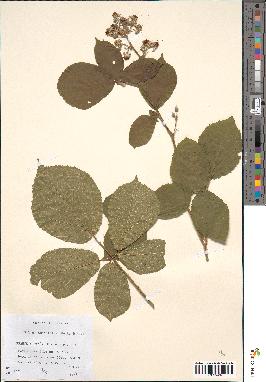 spécimen de Rubus apiculatus