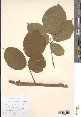 spécimen de Rubus apiculatus