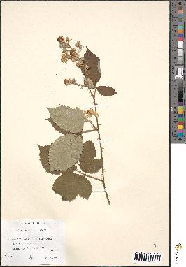 spécimen de Rubus candicans