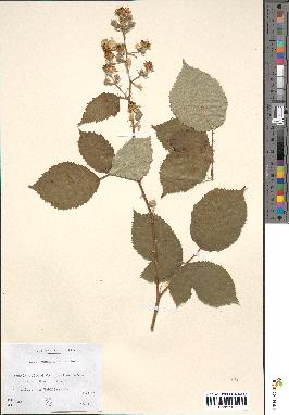 spécimen de Rubus candicans