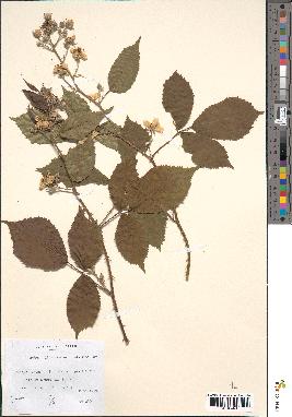 spécimen de Rubus divaricatus