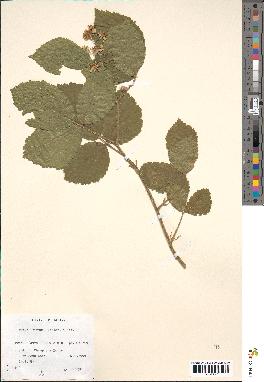 spécimen de Rubus hirtus