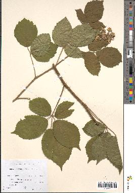 spécimen de Rubus hirtus