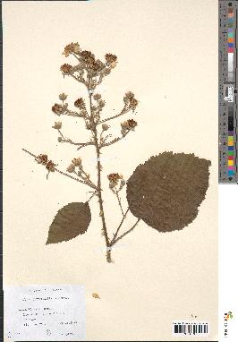 spécimen de Rubus pyramidalis