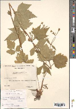 spécimen de Rubus pyramidalis