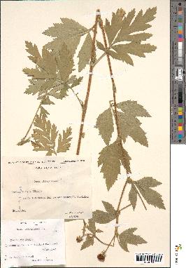 spécimen de Rubus pyramidalis