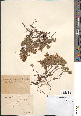 spécimen de Teucrium rotundifolium