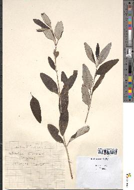 spécimen de Teucrium fruticans